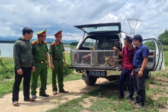 Tiếp nhận động vật hoang dã quý hiếm để cứu hộ